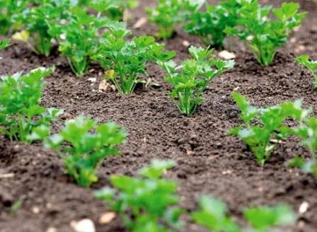 Вирощування петрушки на городі: посадка і догляд