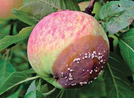 Плодова гнилья яблунь - небезпечне захворювання