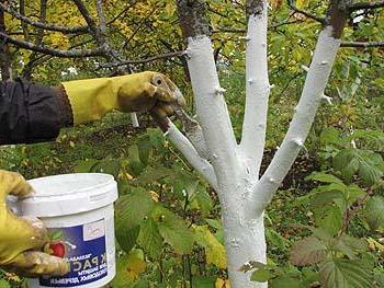 Як правильно підготувати дерева до зими: очищення та побілка дерев