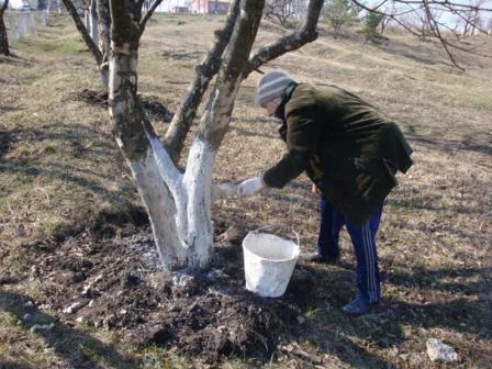 Осінній догляд за плодовим садом дуже важливий, так як саме від нього залежить здатність дерев пережити зиму