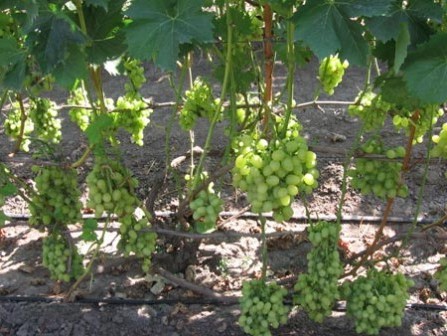 Обрізка винограду відбувається після збору врожаю і ще деякого часу, виділеного на оздоровлення куща