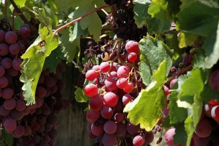 Як підготувати виноградник до зимівлі?