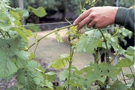 Карбування виноградних кущів - один з етапів підготовки винограду до зими