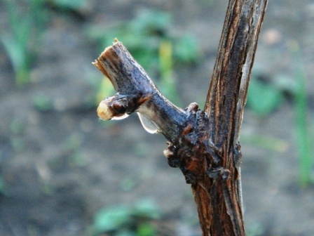 Виноградна лоза після обрізання куща перед зимівлею