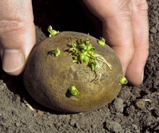 Як правильно підготувати картоплю до висадки на грядках дачної ділянки?