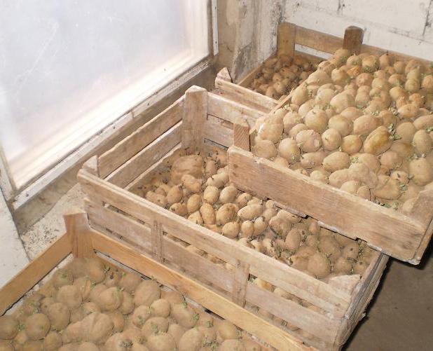 Пророщування картоплі на світлі - класичний сопсоб підготовки садивного матеріалу