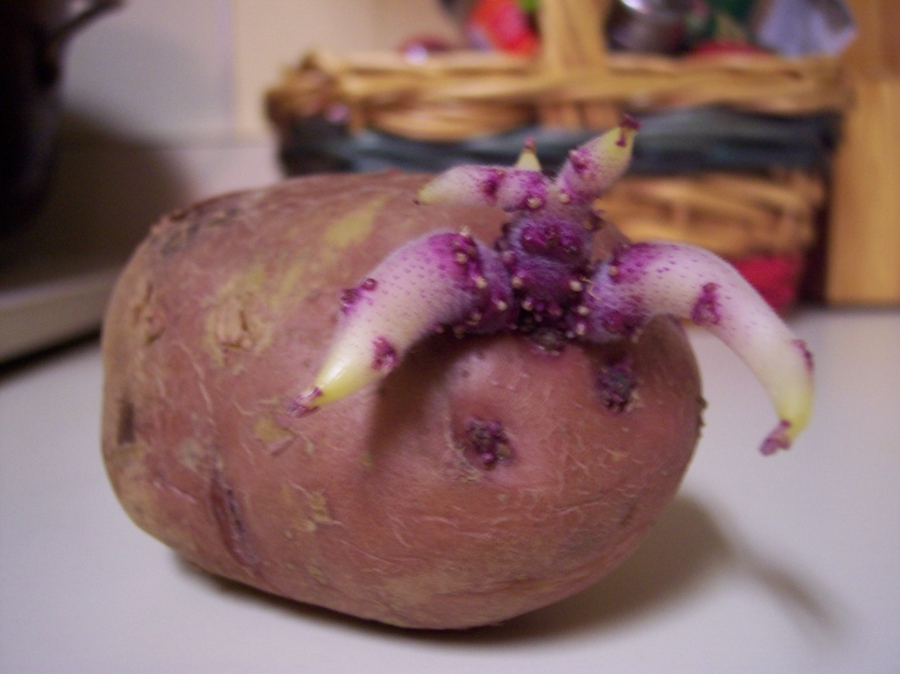Якісно підготовлений картопля, пророщування якого відбувалося з допомогою горщиків