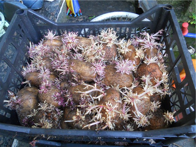 Можливо пророщування картоплі в ящиках зі спеціальними живильними речовинами