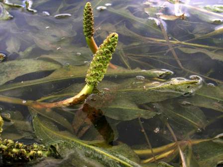 Рдест плаваючий - відоме водне рослина для багатьох власників домашніх водойм