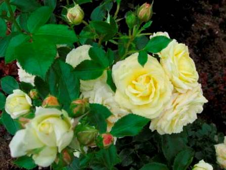 Білі троянди на дачній ділянці