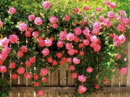 Садові плетисті троянди