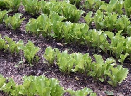 Грядки салату в саду