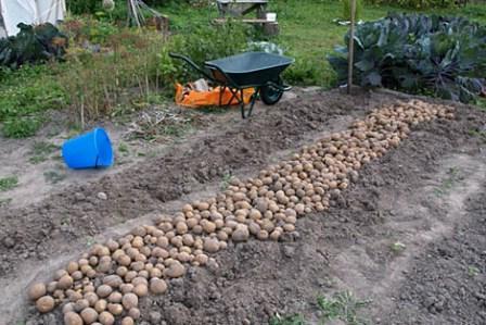 Прибирання картоплі