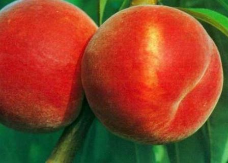 Бути може, вам найбільш підходять нові сорти персика для вирощування на дачній ділянці