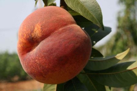 Сорт персика Коллінз - класичний сорт для дачного вирощування