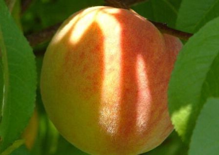 Персик Кремлівський - солодкий, соковитий, урожайний, протистоїть багатьом захворюванням