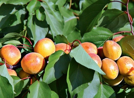 Сорт абрикоса Фаворит - володар найвищих оцінок на конкурсах і дегустаціях