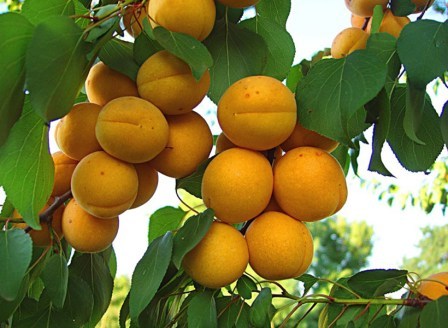 Фахівці рекомендують ранні, середньостиглі та пізні сорти абрикоса для дачі