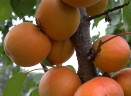 Сорт абрикоса Альоша - популярний і здавна відомий багатьом дачникам