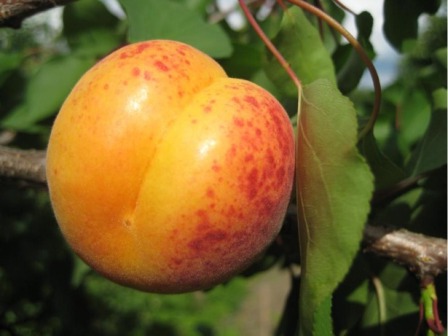 Сорт абрикоса Мелітопольський ранній - відмінна можливість вже на початку літа спробувати плоди