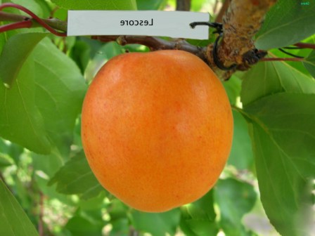 Лескоре - маловідомий сорт абрикоса, який незабаром обіцяє стати дуже популярним