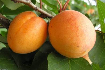 Поліський крупноплідний - урожайний сорт для любителів великого і солодкого абрикоса