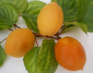 Сорт абрикоса Ялтинець - урожайний і великоплідний сорт, який відмінно протистоїть багатьом захворюванням саду