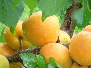 Ананасний абрикос - для любителів екзотичних і дуже ароматних плодів