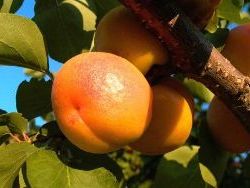 Кращі сорти абрикосів: характеристики і опис