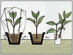 Використання стимуляторів росту по інструкції дає тільки позитивні результати для рослин