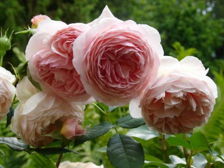 англійські троянди остіна - посадка й догляд