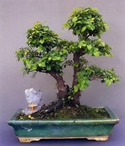 декоративна рослина бонсай