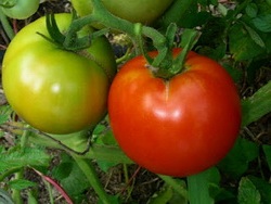 вирощування помідорів в теплиці