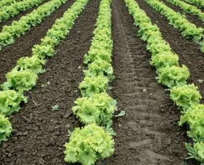 вирощування салату в теплиці