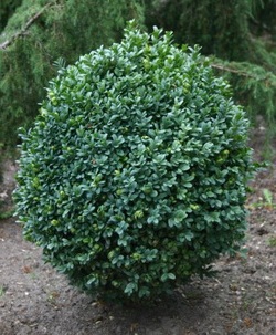 вічнозелений кущ - самшит, декоративна рослина для саду