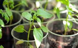 пластикові стаканчики для вирощування розсади