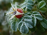 Способи захисту рослин від заморозків