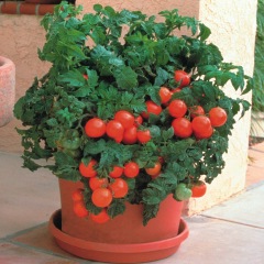 томати у вазоні