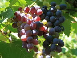вирощування винограду, добриво і полив