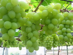 догляд за виноградом