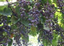 Догляд за виноградом