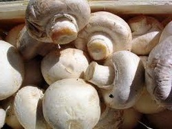 вирощування грибів у теплиці