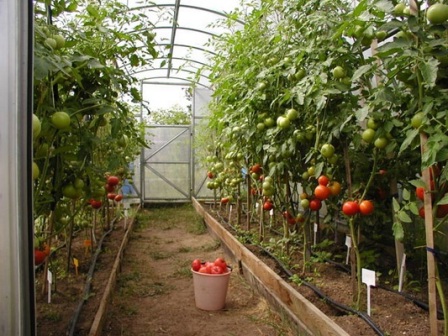 помідори в закритому грунті