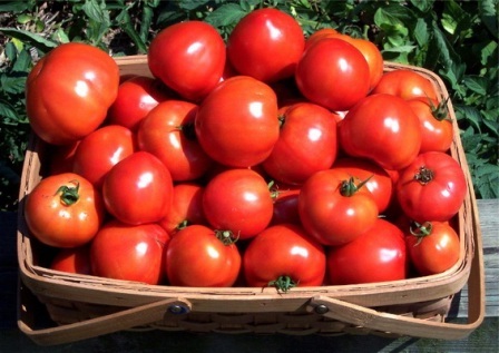 вирощування помідорів - теплиця, гідропоніка, парник