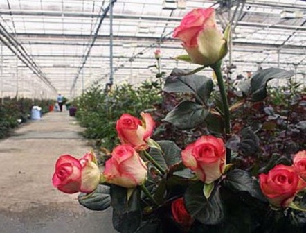 вирощування троянд в теплиці