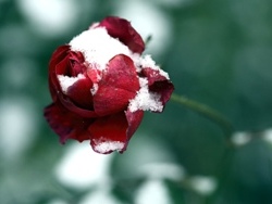 укриття троянд на зиму