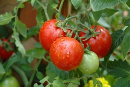 Кращі сорти для вирощування помідорів в теплиці