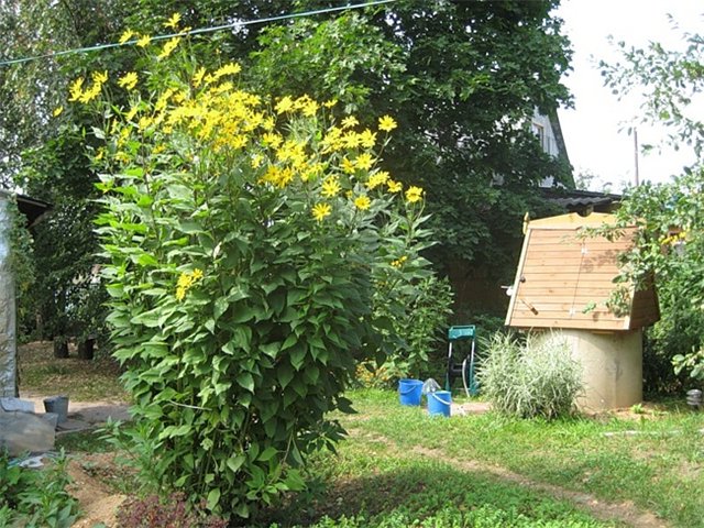 Як правильно доглядати за топінамбуром, щоб рослина була сильним і показало хороший урожай по осені?