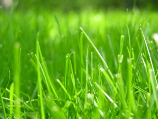 Трава для газону