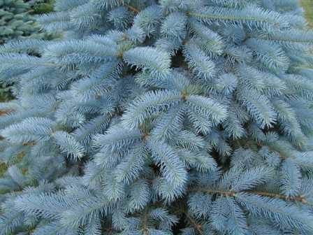 Правильний догляд за блакитний ялиною допоможе вам виростити на дачі красиве декоративне дерево